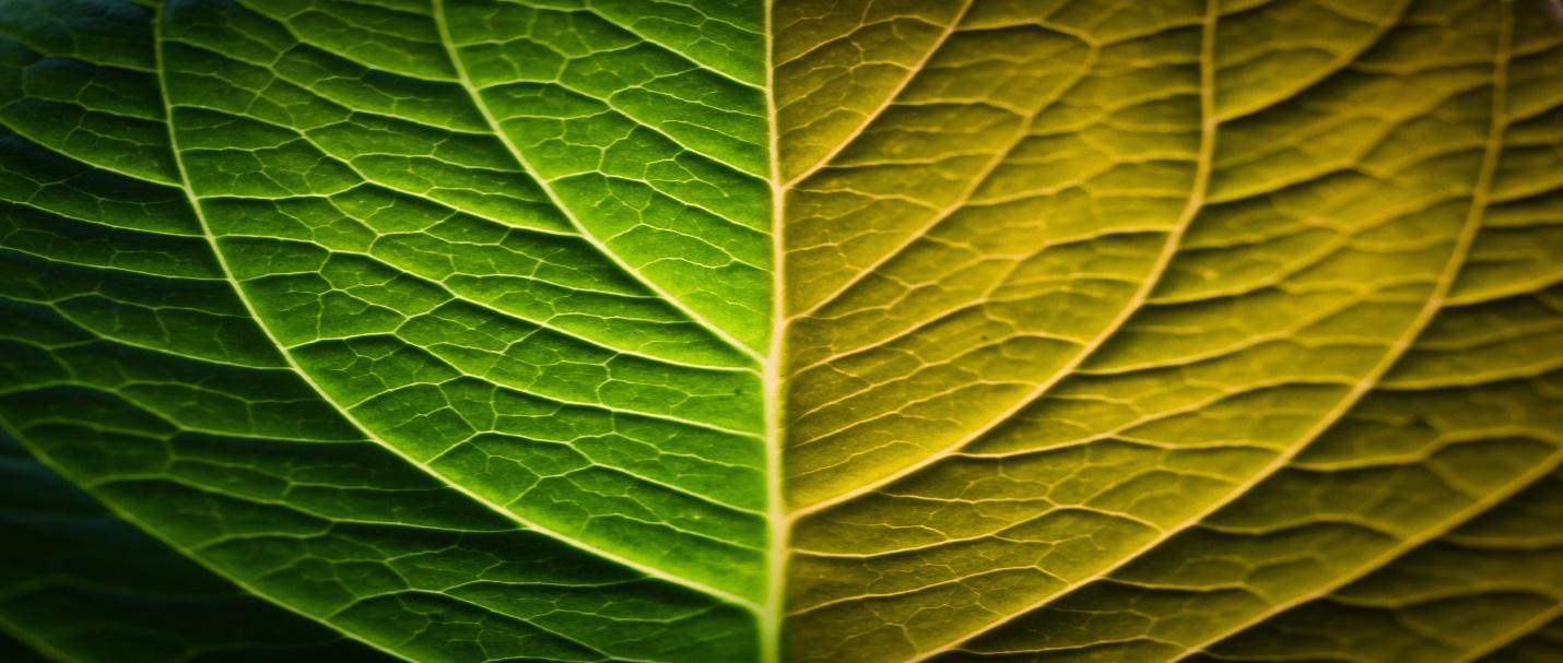 Leaf of Life